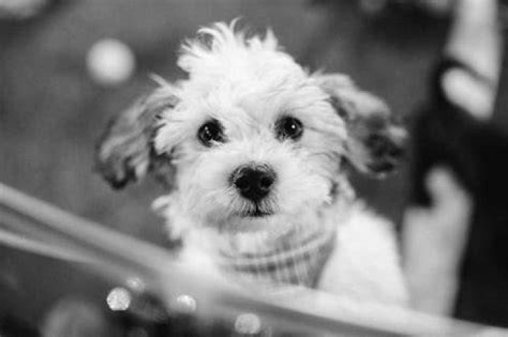 12 Puppy Instagram Captions For National Puppy Day That Truly Honor Their Floofy Existences