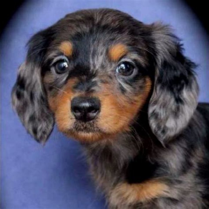 143 best images about Dapple Dachshunds on Pinterest I want, Long