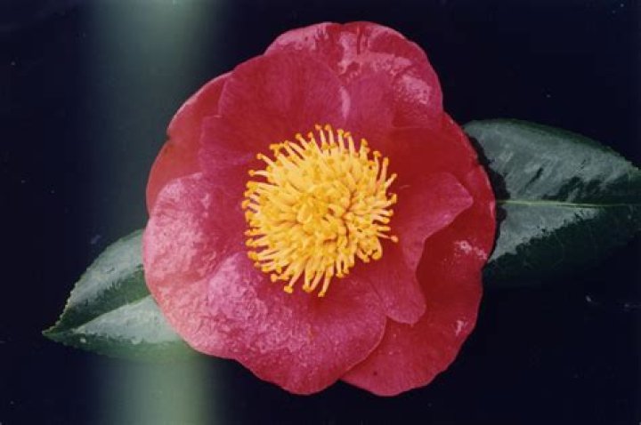 1994 Registrations NZ Camellia Society