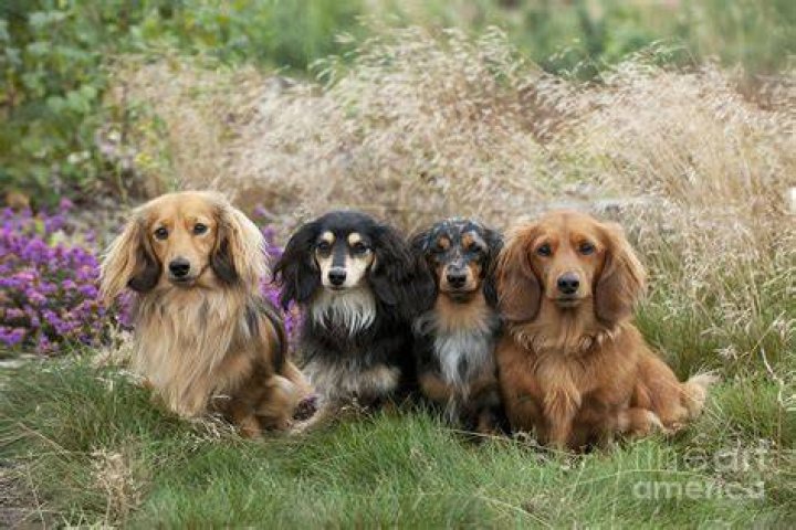 20 Longhaired Miniature Dachshund Facts That'll Impress You