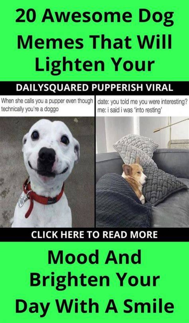 27 Dog Memes For When You Need That Daily Cute Fix Funny dog memes