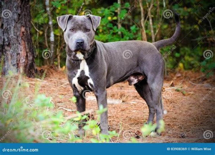 33+ Blue Pit Bull Terrier For Sale Pic Bleumoonproductions