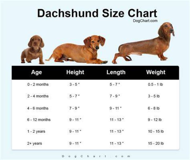 47+ Dachshund Sizes And Weights Pic Bleumoonproductions