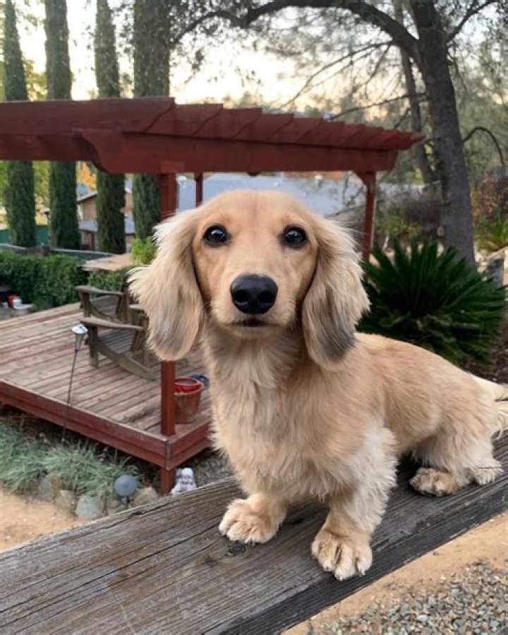 47+ Long Coat Dachshund Image Bleumoonproductions