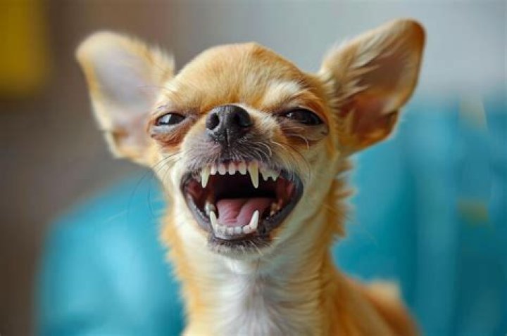 79+ Chihuahua Smiling With Teeth Meme l2sanpiero