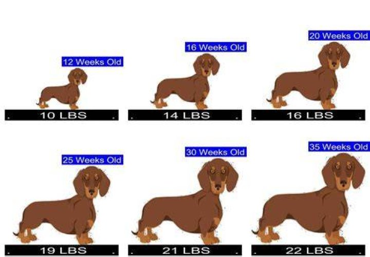 79+ Miniature Dachshund Weight Chart Kg l2sanpiero