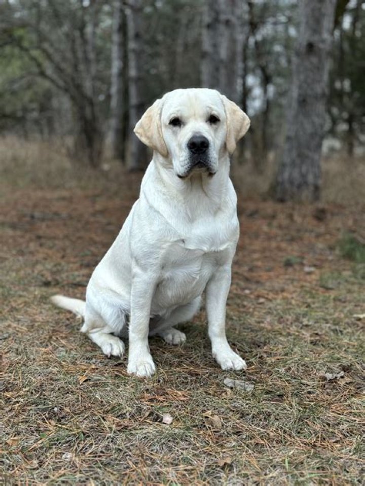 A Haven For Labrador Retrievers