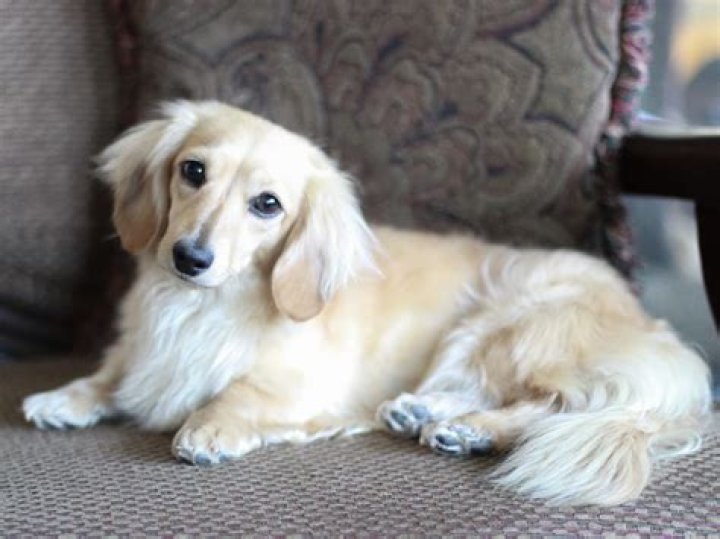 About English Cream Dachshunds Crown Dachshunds