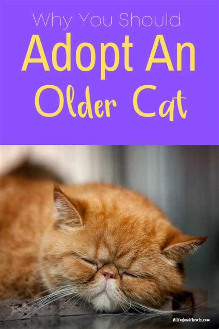 Adopt an older cat or dog for free in Irving this Saturday in honor of