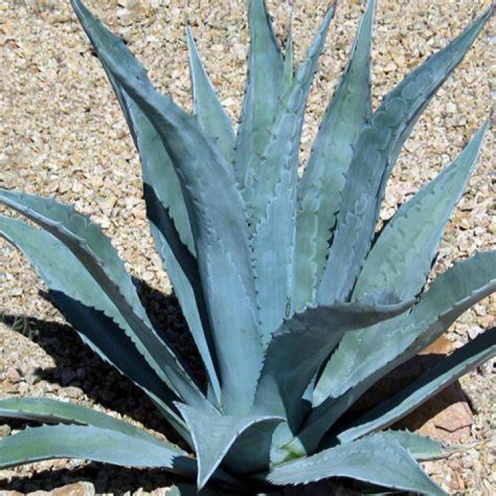 Agave Century Plant Blue VerdeGo