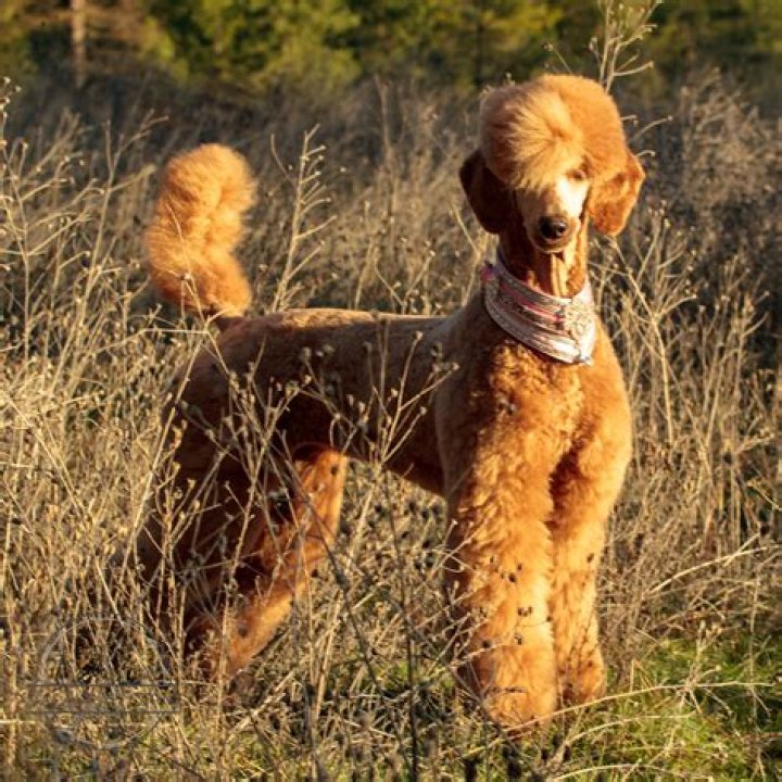 Apricot Standard Poodle Dogs and wolves Pinterest