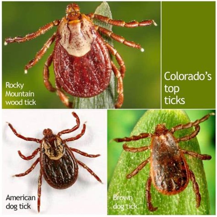 Are there ticks at Yellowstone?