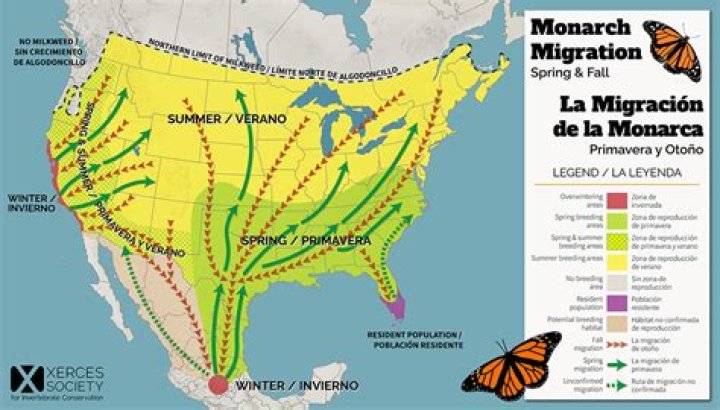 Aug 27 Monarch Butterfly Migration Celebration Wauwatosa, WI Patch