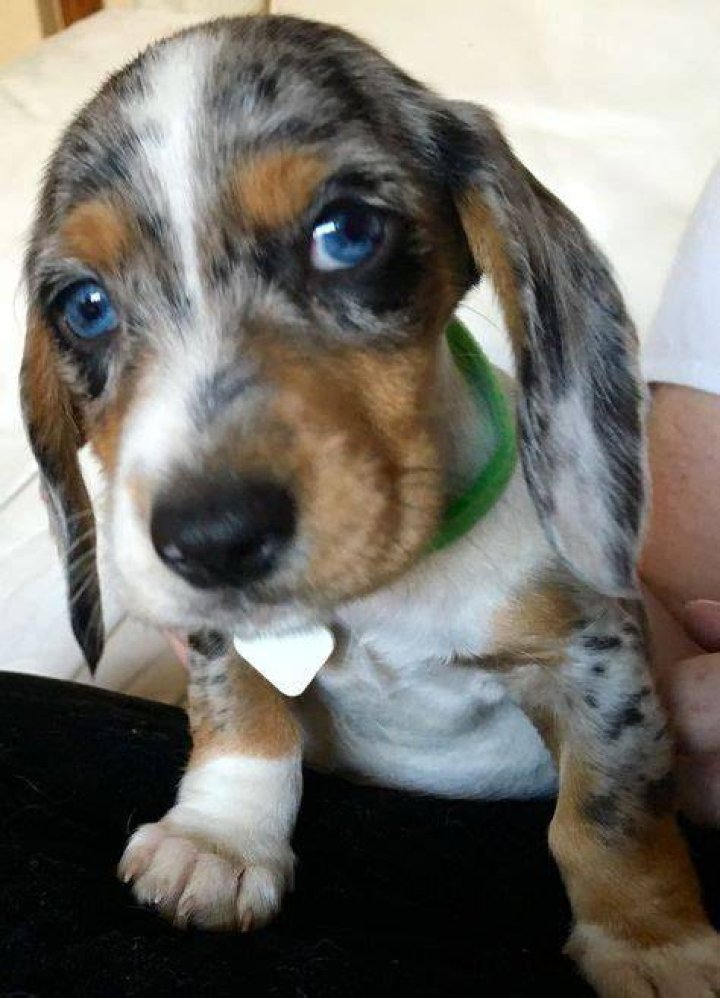 Best 25+ Dapple dachshund ideas on Pinterest Dapple dachshund puppy