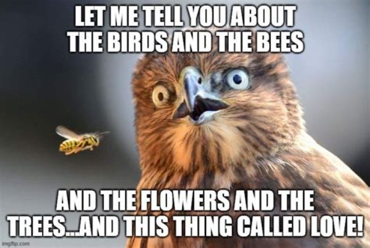 Birds and bees Imgflip