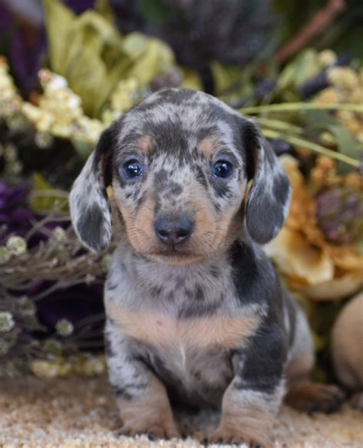 Blue Dapple Dachshund PETSIDI