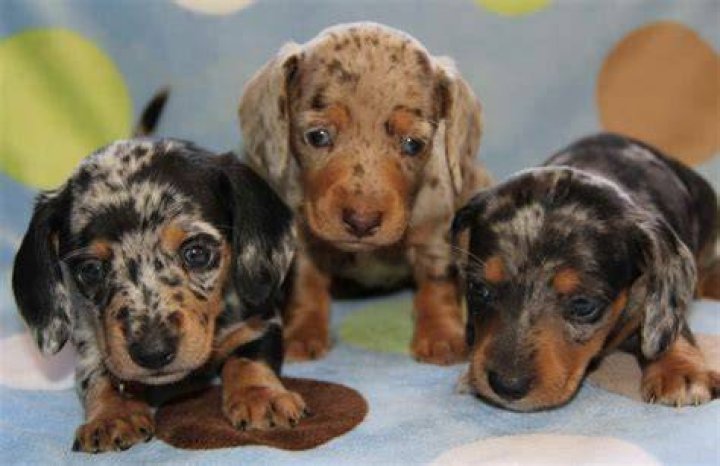 Blue Merle Dachshund For Sale PETSIDI