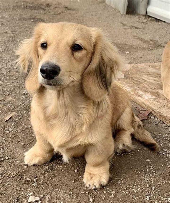 Bokkie, Shaded cream longhair miniature dachshund Daschund puppies