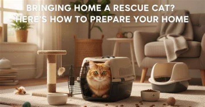 Bringing Home A New Rescue Dog? You&rsquo;ll Want To Know The 333 Rule