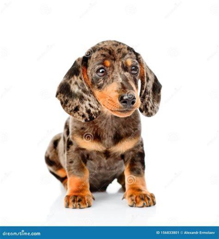 Brown Spotted Dachshund Puppy Sitting in Front View. Isolated on White