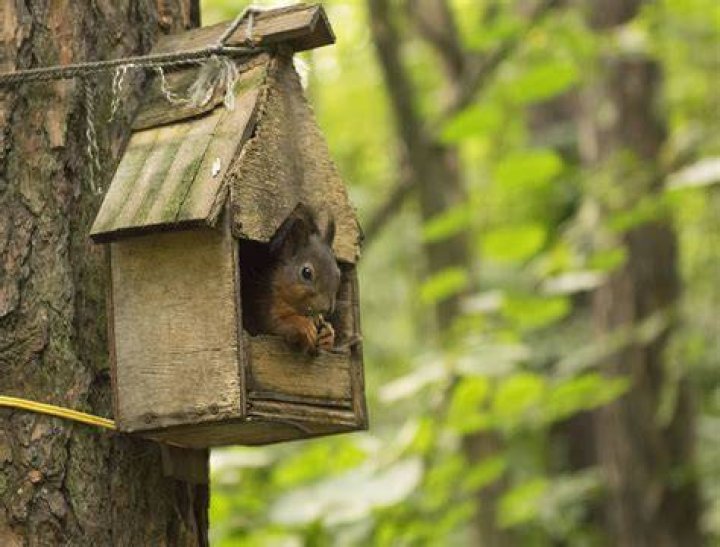 Build a Squirrel House&mdash;Without Worrying Your Neighbors Architectural