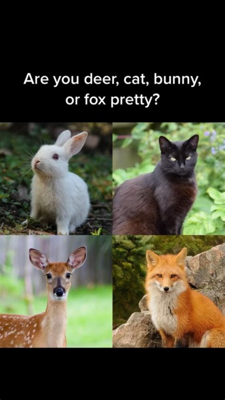 Bunny Pretty, Fox Pretty, Deer Pretty, Cat Pretty Know Your Meme