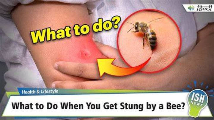 Can I get stung by a dead bee? Celebrity.fm #1 Official Stars, Business & People Network, Wi ·