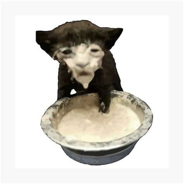 Cat With Milk On Face Meme IdleMeme