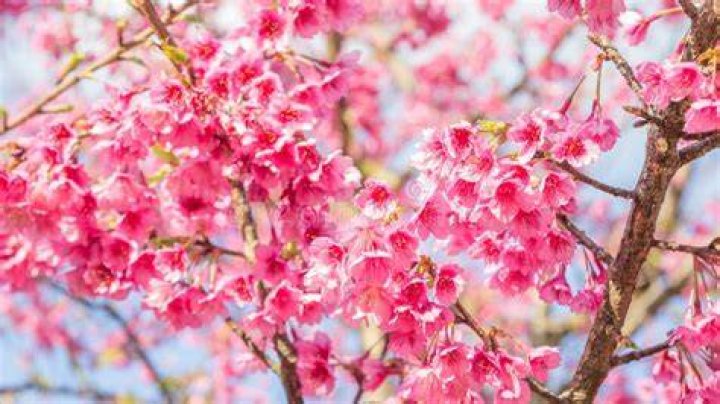 Cherry Blossom