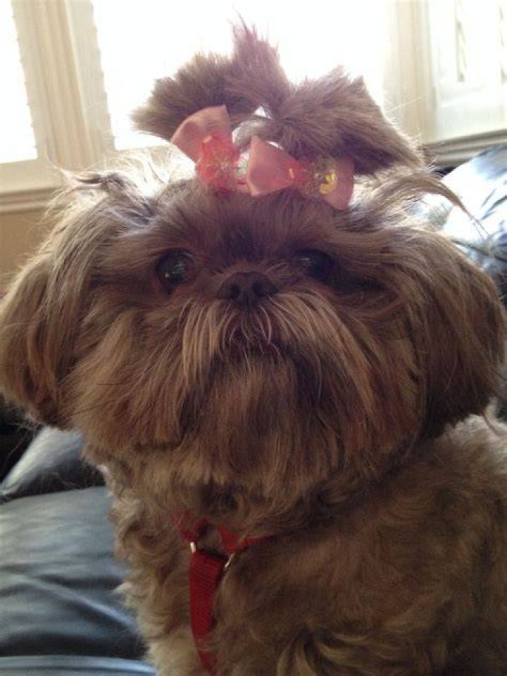 Chocolate shih tzu. CoCo Channel age 4. Shih tzu, Shih tzu puppy