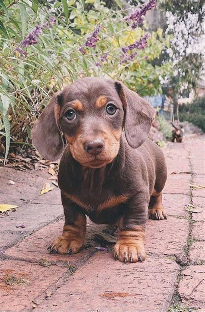 Cute lil sausage dog with a dappled blue eye! r/aww
