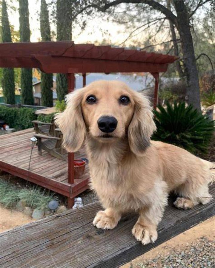 Cute Long Haired Dachshund... If you love dachshunds, visit our blog to