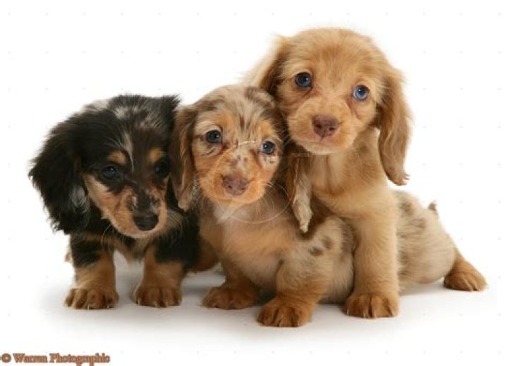 Cute Puppy Dogs long haired dachshund puppy