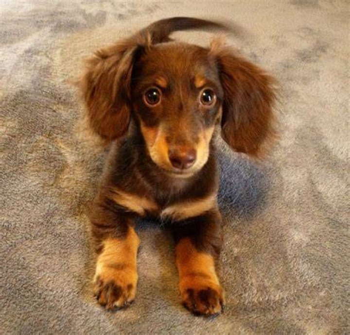 Cutest puppy!! wiener dogs Love my wiener. Pinterest Wiener