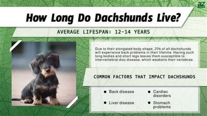 Dachshund Lifespan How Long Could Your Puppy Live For?