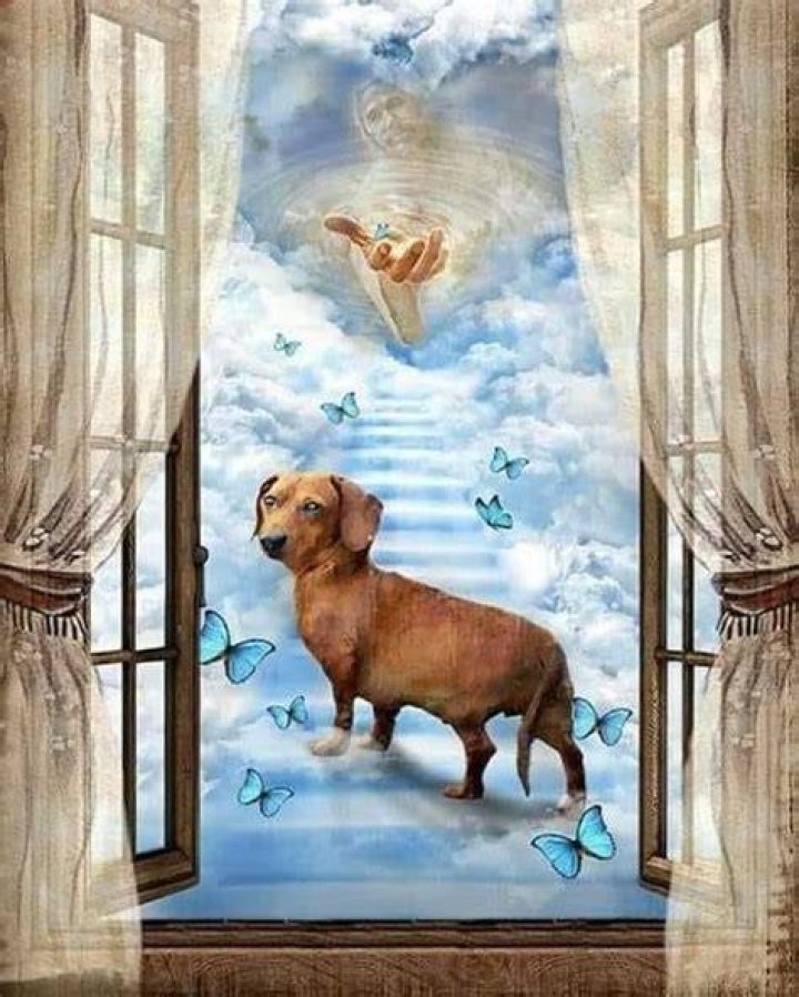 Dachshund Pet Heaven