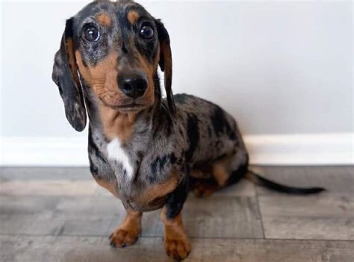 Dapple Dachshund All You Need to Know about Dapple Doxie K9 Web
