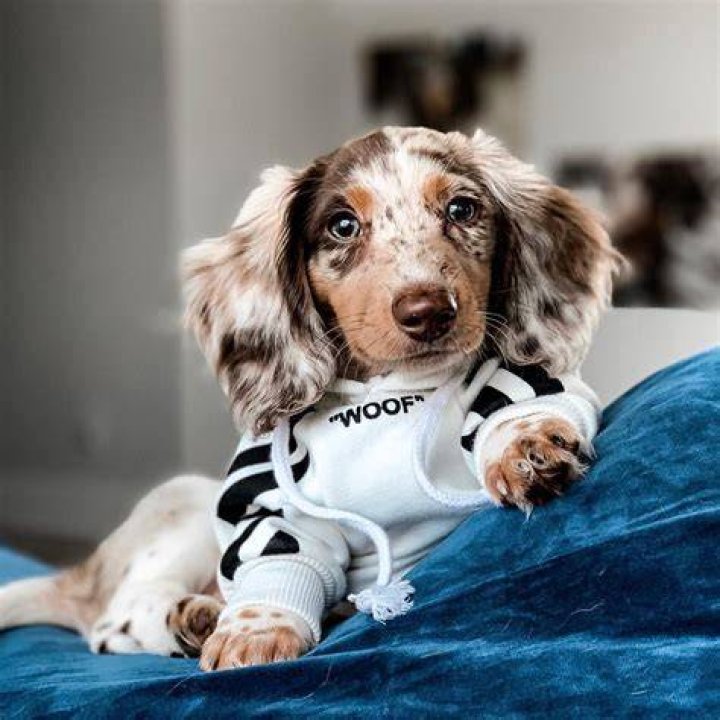 Dapple DachshundDapple DachshundsDapple PetDapple PetsDapple Dog