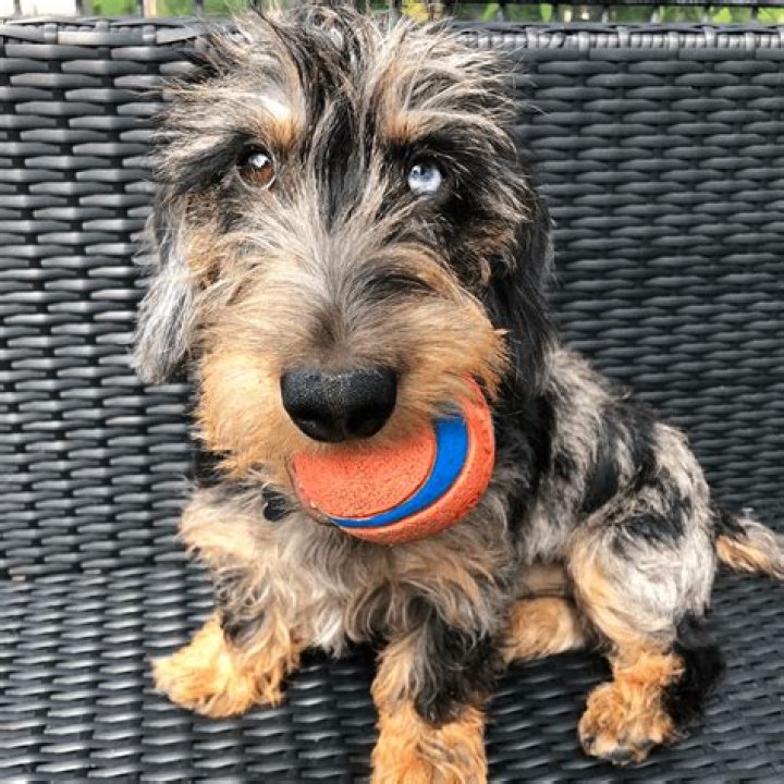 Dapple Dachshunds Temperament, Health, Costs and Pictures