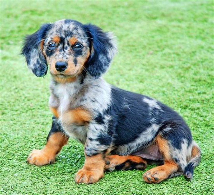 Dapple Doxie Flickr Photo Sharing!