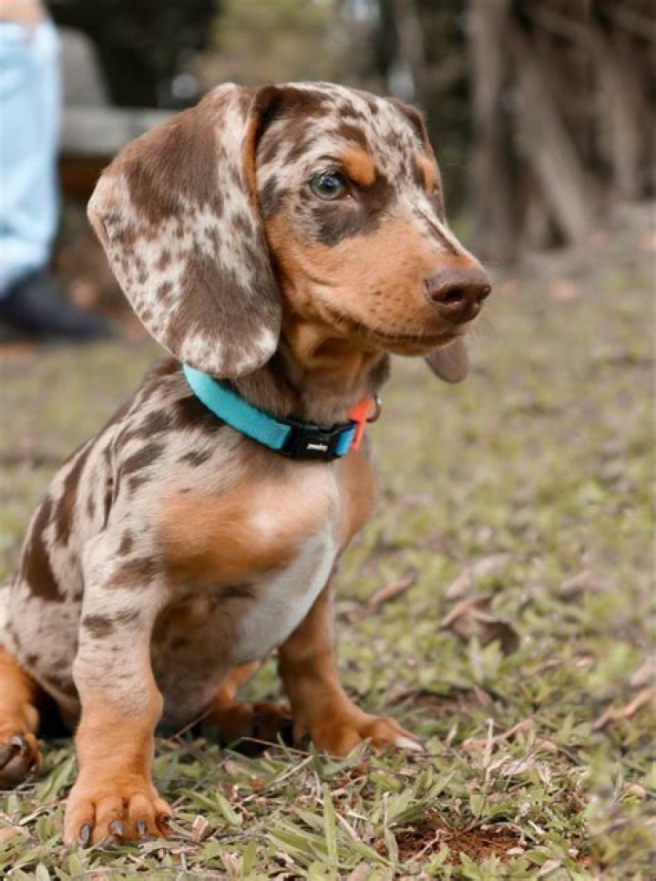 Dapple miniature dachshund &hearts; Dapple dachshund puppy, Daschund puppies