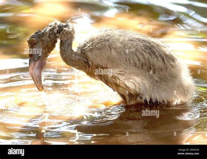 DENNIS THE UGLY FLAMINGO IS SHOWN THE WATER BY ZOO KEEPER ALISON BROWN