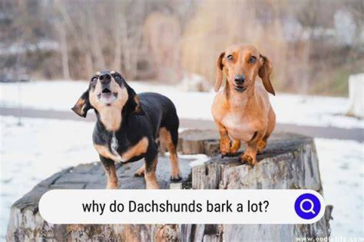 Do Dachshunds Bark A Lot? Caring For A Dog