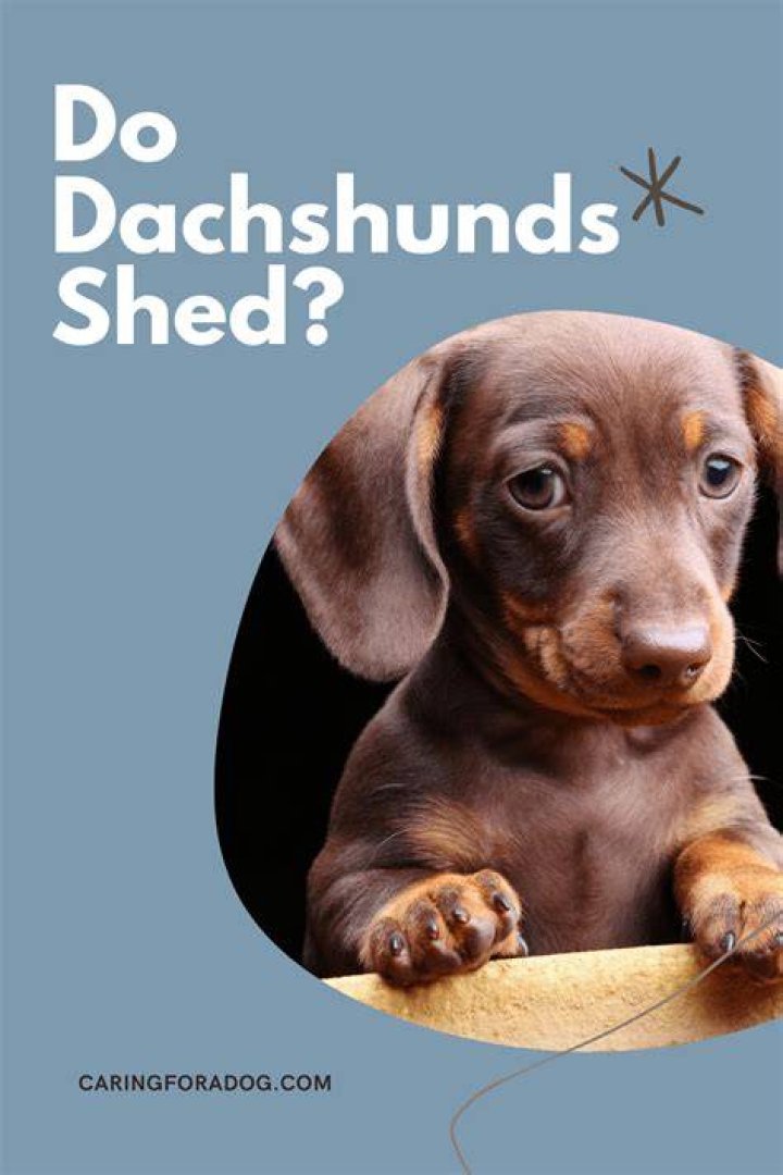 Do Dachshunds Shed? Caring For A Dog