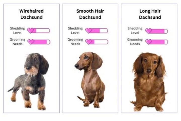 Do Dachshunds Shed? Dachshund Shedding Guide!