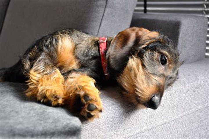 Do Dachshunds Shed? I Love Dachshunds