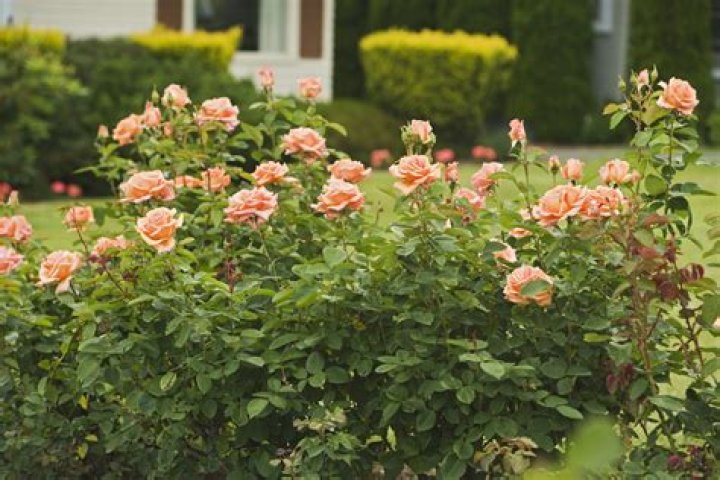 do hybrid tea roses climb Hybridtearoses Hybrid tea roses, Flowers