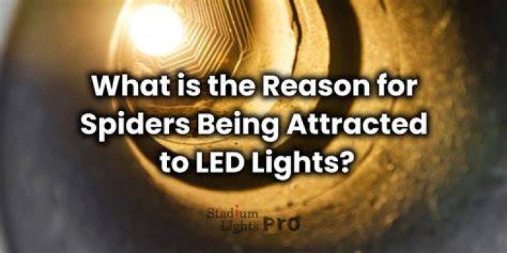 Do LED lights attract spiders?