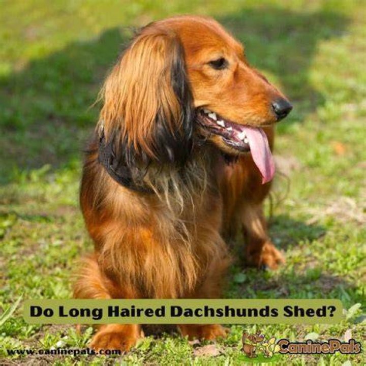 Do Long Haired Dachshunds Shed A Lot And How To Deal With It?