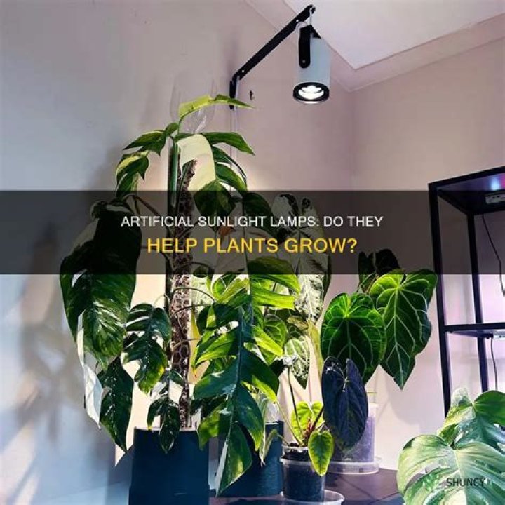 Do sunlight lamps work for plants? |